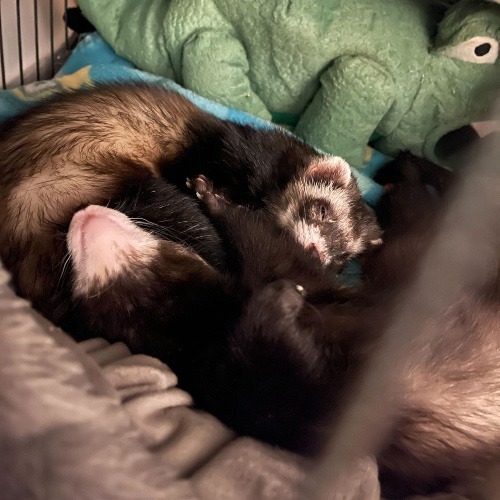 Bean and Tico