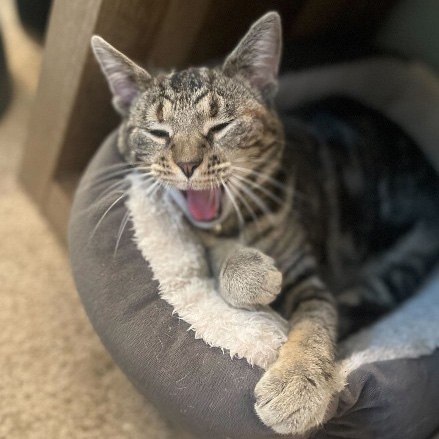 Mochi