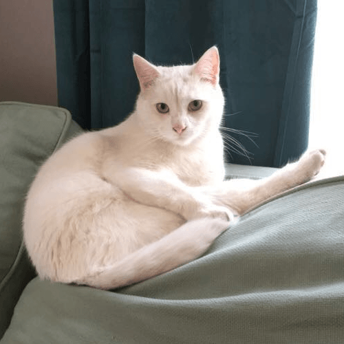 Arlo