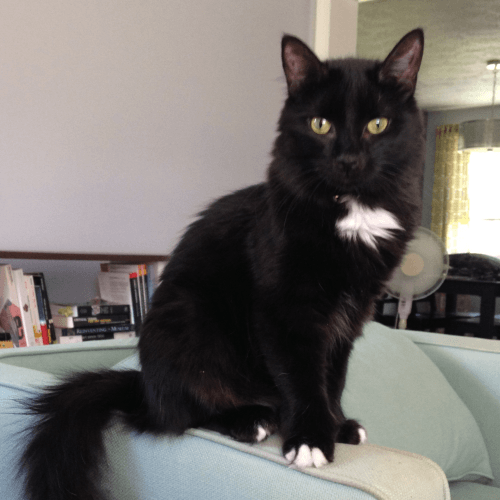 Gracie